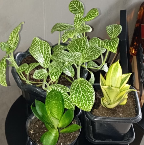 Foto 6 de Roberta Martins