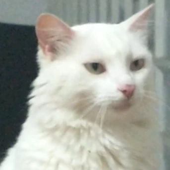 Foto 1 de Laiana Leal Ibiapina