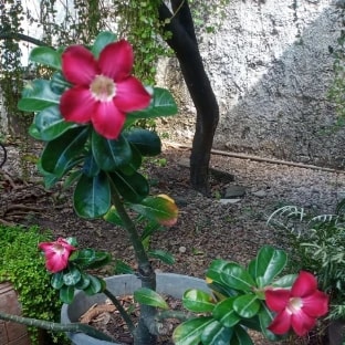 Foto 2 de Laiana Leal Ibiapina